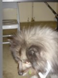 Canine Companion with Identification