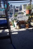 Balcony Cat
