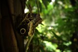 Enchanting Eyes of Nature