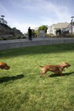 Furry Playtime under the Azure Skies