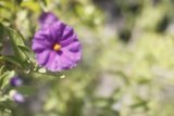 Purple Geranium Flower Amidst Lush Green Foliage