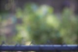 Fence Post Perch