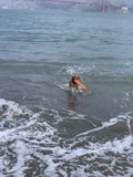 Fun in the Sun with a Furry Friend