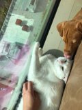 Furry Best Friends
