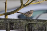 Sparrow Perch at Fort Mason