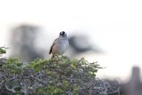Sparrow Watch at Lake Merced, 2023