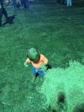 Little Explorer on the Lawn