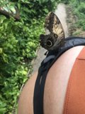 Butterfly Landing