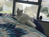 Feline Relaxation
