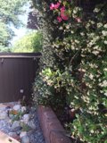 Nature's Retreat: A Garden Arbour