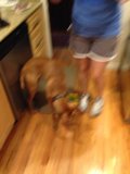 Kitchen Companion