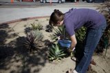 Parking Lot Garden