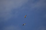 Soaring Spirits of Lake Merced