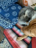 Furry Friends Take Over the Couch