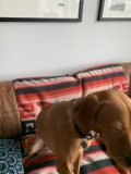 Couch Pup!