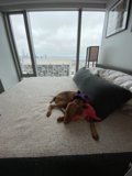 Pawsitively Plush Bedroom Companion