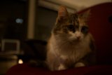 Nighttime Companion