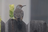 Northern Flicker Perched on Weathered Wooden Fence