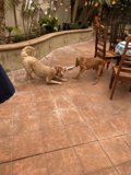 Pawsitively Playful on the Patio