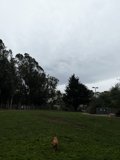A Canine in a Verdant Field