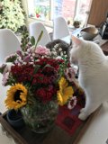Feline Art Critic