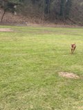 Fetchin' and Frolickin' at Pine Lake Park