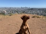A Vizsla in the Urban Jungle