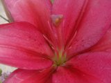Pink Lily Flower