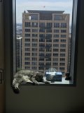Urban Feline Relaxation