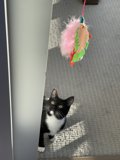 Feline Fun with Feather Toy
