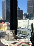 City Cat Lounging