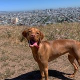 Majestic Vistas with Man's Best Friend
