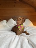 Cozy Vizsla