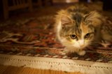 Purrfectly Content on Hardwood Floor