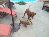 A Walk on the Flagstone Patio