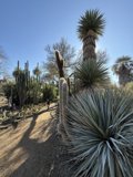 Desert Oasis Walk