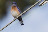 Perched Elegance: A Vibrant Bluebird
