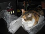 Purrfect Parcel Protector