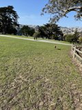 Canine Playground