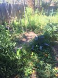 Herbal Paradise in Altadena