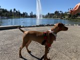 Fountain Fun with Furry Friends