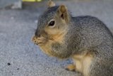 Morning Marvel: A Squirrel in El Sereno, 2023