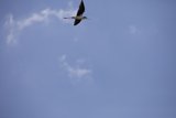 Majestic Flight