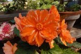 Vibrant Orange Geranium in Fort Bragg