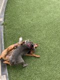 Dog Playtime on the Grass