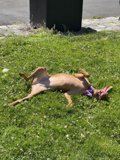 Sunny Day with the Goodest Boy