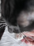 Gentle Touch