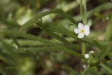 Delicate White Flower