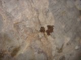 Insect City on the Rock