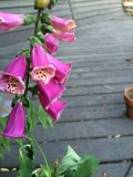Purple Beauty on the Wooden Deck